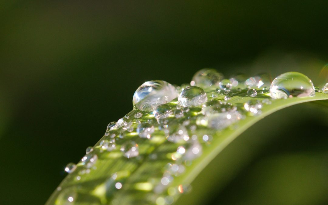 Bewässerungsmaßnahmen durch Wasser- und Bodenverbände – bis zu 70% Zuschuss vom Land